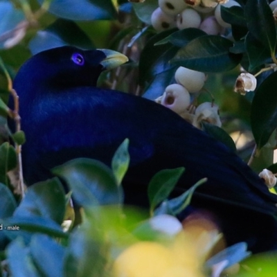 Ptilonorhynchus violaceus (Satin Bowerbird) at Meroo National Park - 25 Jul 2017 by CharlesDove