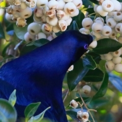 Ptilonorhynchus violaceus at Meroo National Park - 25 Jul 2017 12:00 AM