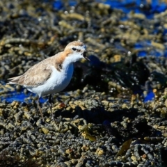 Anarhynchus ruficapillus (Red-capped Plover) at Dolphin Point, NSW - 25 Jul 2017 by CharlesDove