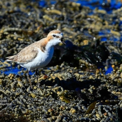 Anarhynchus ruficapillus (Red-capped Plover) at Wairo Beach and Dolphin Point - 25 Jul 2017 by CharlesDove