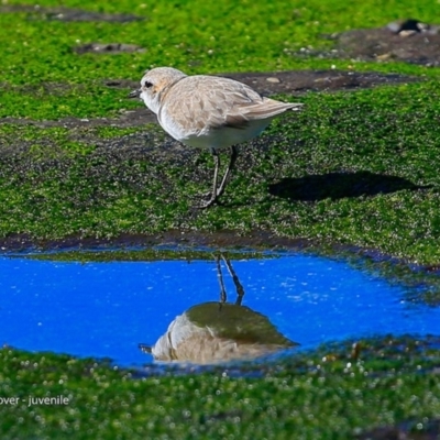 Anarhynchus ruficapillus (Red-capped Plover) at Dolphin Point, NSW - 25 Jul 2017 by CharlesDove