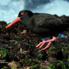 Haematopus fuliginosus (Sooty Oystercatcher) at South Pacific Heathland Reserve - 20 Jul 2017 by Charles Dove