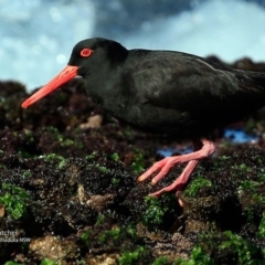 Haematopus fuliginosus (Sooty Oystercatcher) at South Pacific Heathland Reserve - 19 Jul 2017 by Charles Dove