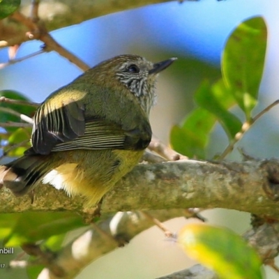 Acanthiza lineata (Striated Thornbill) at Undefined - 19 Jul 2017 by Charles Dove