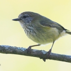 Acanthiza lineata at undefined - 20 Jul 2017