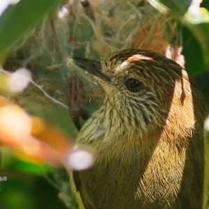 Acanthiza lineata at undefined - 20 Jul 2017 12:00 AM