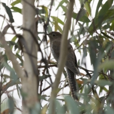 Cacomantis flabelliformis (Fan-tailed Cuckoo) at Illilanga & Baroona - 28 Feb 2015 by Illilanga