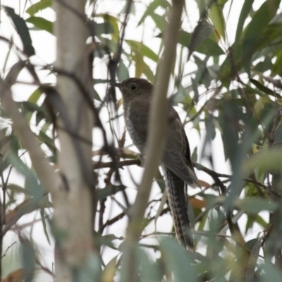 Cacomantis flabelliformis (Fan-tailed Cuckoo) at Michelago, NSW - 1 Mar 2015 by Illilanga