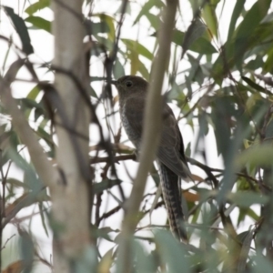 Cacomantis flabelliformis at Michelago, NSW - 1 Mar 2015