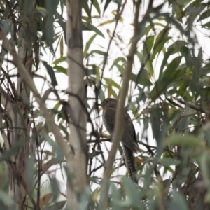 Cacomantis flabelliformis at Michelago, NSW - 1 Mar 2015