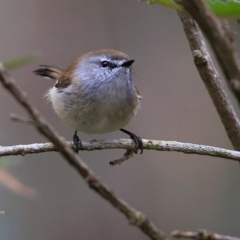 Gerygone mouki (Brown Gerygone) at Conjola Bushcare - 18 Jul 2017 by Charles Dove