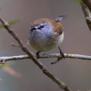 Gerygone mouki at Conjola Bushcare - 19 Jul 2017 12:00 AM