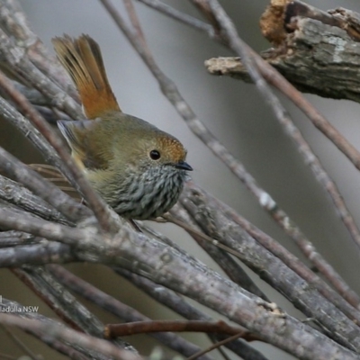 Acanthiza pusilla (Brown Thornbill) at One Track For All - 10 Jul 2017 by Charles Dove