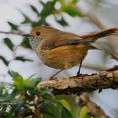 Acanthiza pusilla at One Track For All - 11 Jul 2017