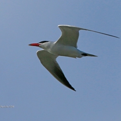 Hydroprogne caspia (Caspian Tern) at Undefined - 14 Jul 2017 by CharlesDove