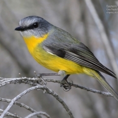 Eopsaltria australis (Eastern Yellow Robin) at Ulladulla, NSW - 14 Jul 2017 by CharlesDove