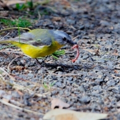 Eopsaltria australis at Ulladulla, NSW - 14 Jul 2017