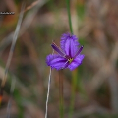 Unverified Lily or Iris - 12 Jul 2017 by CharlesDove
