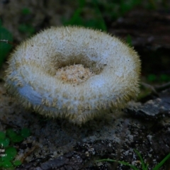 Lentinus fasciatus (Hairy Trumpet) at Conjola Bushcare - 16 Jul 2017 by Charles Dove