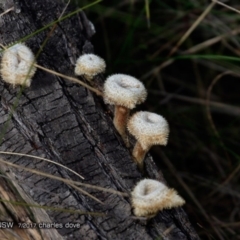 Lentinus fasciatus at Conjola Bushcare - 17 Jul 2017 12:00 AM