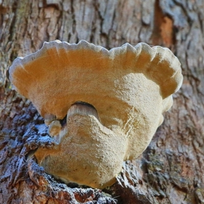 Polypore sp. at Conjola Bushcare - 18 Jul 2017 by CharlesDove