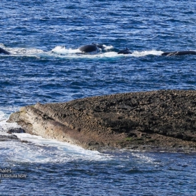 Megaptera novaeangliae (Humpback Whale) at Undefined - 14 Jul 2017 by CharlesDove