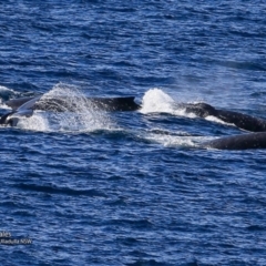 Megaptera novaeangliae at undefined - 14 Jul 2017 12:00 AM