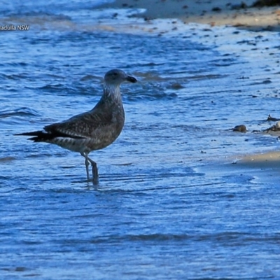 Larus pacificus (Pacific Gull) at Undefined - 12 Jul 2017 by CharlesDove