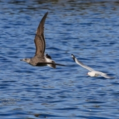 Larus pacificus at undefined - 12 Jul 2017