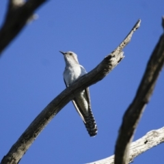 Cacomantis pallidus (Pallid Cuckoo) at Illilanga & Baroona - 8 Nov 2009 by Illilanga