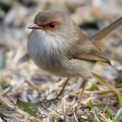 Malurus cyaneus (Superb Fairywren) at One Track For All - 11 Jul 2017 by Charles Dove