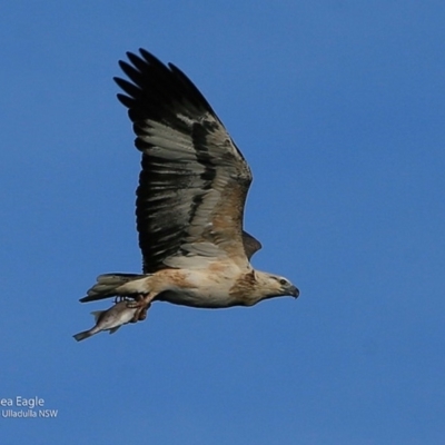 Haliaeetus leucogaster (White-bellied Sea-Eagle) at Ulladulla, NSW - 15 Jul 2017 by CharlesDove