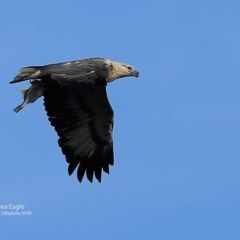 Haliaeetus leucogaster at Ulladulla, NSW - 15 Jul 2017 12:00 AM