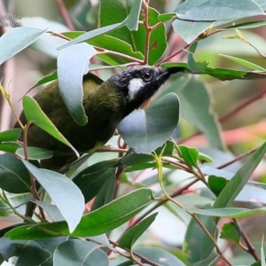 Nesoptilotis leucotis at Ulladulla, NSW - 10 Jul 2017 12:00 AM