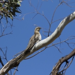 Cacomantis pallidus (Pallid Cuckoo) at Illilanga & Baroona - 25 Sep 2017 by Illilanga