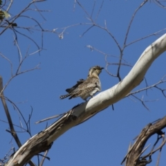 Cacomantis pallidus at Michelago, NSW - 25 Sep 2017