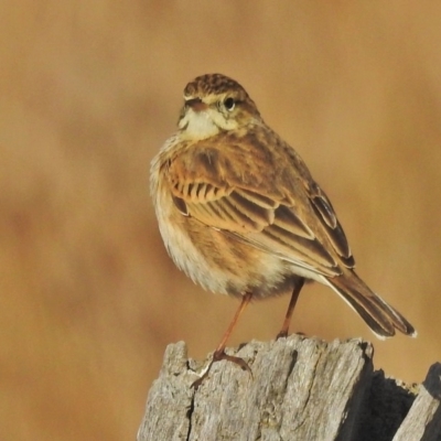 Anthus australis (Australian Pipit) at Paddys River, ACT - 30 May 2018 by JohnBundock