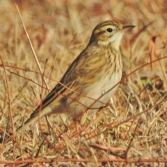 Anthus australis at Paddys River, ACT - 30 May 2018