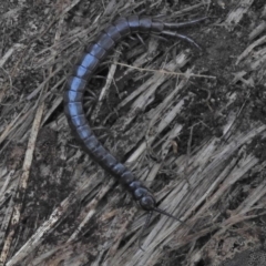 Scolopendromorpha (order) (A centipede) at Tidbinbilla Nature Reserve - 2 Jun 2018 by JohnBundock