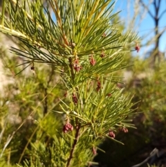 Grevillea sp. (Grevillea) at Theodore, ACT - 30 May 2018 by VeraKurz