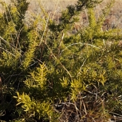 Grevillea sp. at Theodore, ACT - 30 May 2018