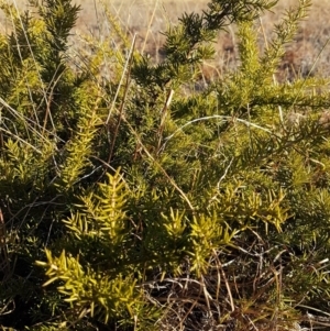 Grevillea sp. at Theodore, ACT - 30 May 2018