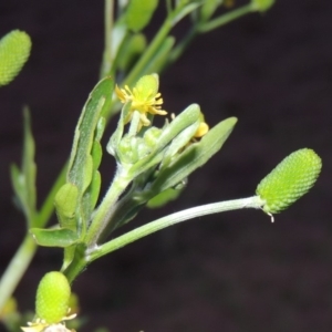 Ranunculus sceleratus subsp. sceleratus at Campbell, ACT - 9 May 2018