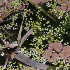 Lemna disperma (Common Duck-weed) at Fyshwick, ACT - 28 May 2018 by michaelb