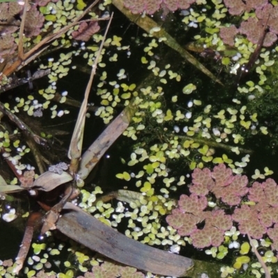 Lemna disperma (Common Duck-weed) at Jerrabomberra Wetlands - 28 May 2018 by michaelb