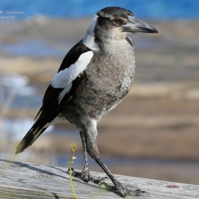 Gymnorhina tibicen (Australian Magpie) at Coomee Nulunga Cultural Walking Track - 10 Jul 2017 by CharlesDove