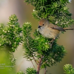 Acanthiza pusilla (Brown Thornbill) at Coomee Nulunga Cultural Walking Track - 5 Jul 2017 by Charles Dove