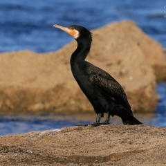 Phalacrocorax carbo (Great Cormorant) at Undefined - 5 Jul 2017 by CharlesDove