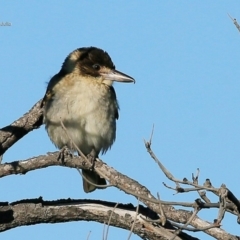 Cracticus torquatus (Grey Butcherbird) at Coomee Nulunga Cultural Walking Track - 6 Jul 2017 by CharlesDove