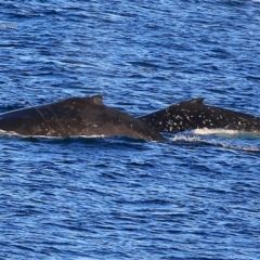 Megaptera novaeangliae (Humpback Whale) at Undefined - 7 Jul 2017 by CharlesDove